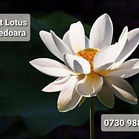 דירות חונדוארה Night Lotus מראה חיצוני תמונה