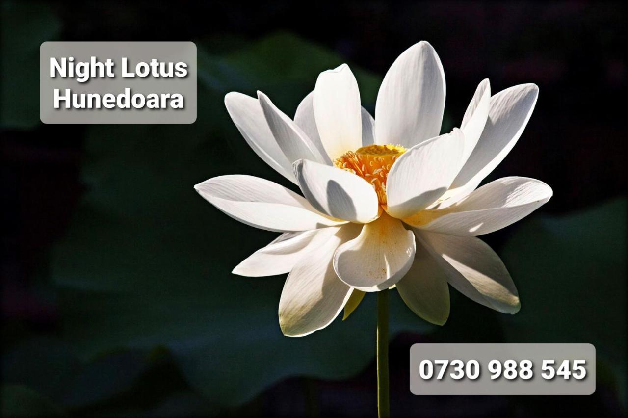 דירות חונדוארה Night Lotus מראה חיצוני תמונה